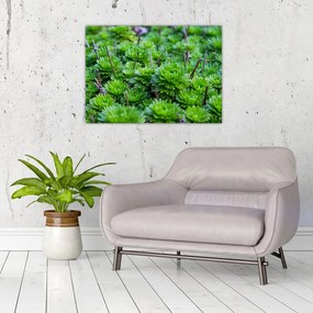 Tablou pe sticlă - Aloe (70x50 cm)