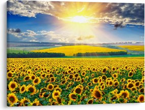 Tablou - Câmp cu floarea soarelui (70x50 cm)