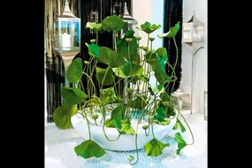 Aranjament floral disponibil cu baza in diverse culori, ROUND BOWL LOTUS 150cm 1141511.95 150cm