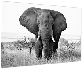 Tablou - Elefantul african II. (90x60 cm)
