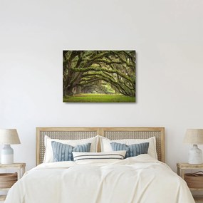 Tablou pe sticlă - Oaks Avenue, Charleston, Carolina de Sud, SUA (70x50 cm)