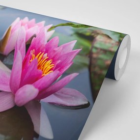 Fototapet floare roz de lotus
