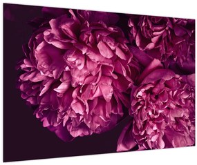 Tablou - Floarea bujorului (90x60 cm)