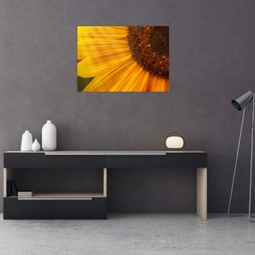 Tablou - Floarea-soarelui (70x50 cm)