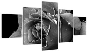 Tablou cu trandafir - albneagră (125x70 cm), în 40 de alte dimensiuni noi