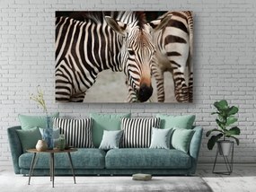 Tablouri Canvas Animale - Zebre