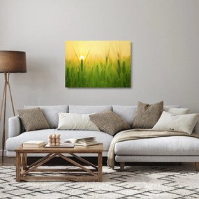 Tablou pe sticlă - Câmp cu cereale (70x50 cm)