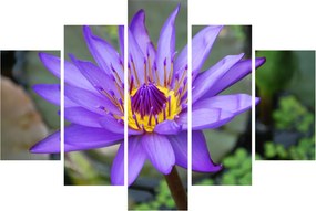 Tablou - Floare violet (150x105 cm)