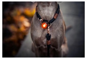 Lanternă LED pentru zgardă Amber – Orbiloc