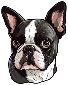 PIPPER. Autocolant Boston Terrier mărimea: 60cm