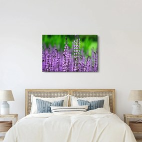 Tablou cu flori de luncă violete (90x60 cm)