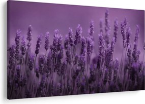Tablou - Lavanda (90x60 cm)