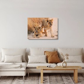 Tablou pe sticlă cu pui de leu (70x50 cm)