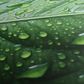 Tablou - Detaliu de frunze după ploaie (120x50 cm)