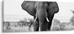 Tablou - Elefantul african II. (120x50 cm)