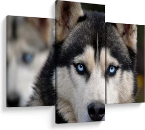 Tablou cu câinele husky (90x60 cm)