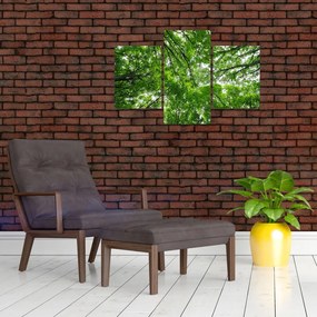 Tablou - privire în coroanele pomilor (90x60 cm)