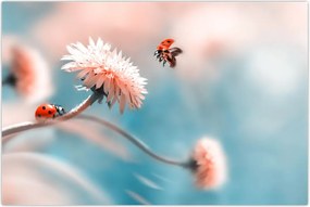 Tablou - Buburuze pe floare (90x60 cm)