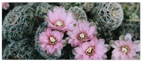 Tablou floare de cactus (120x50 cm)