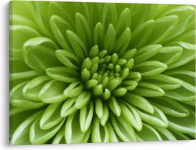 Tablou - Imagine macro a unei plante (70x50 cm)