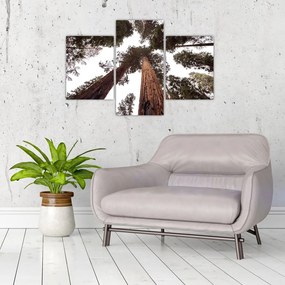 Tablou - Privire prin vârfurile copacilor (90x60 cm)