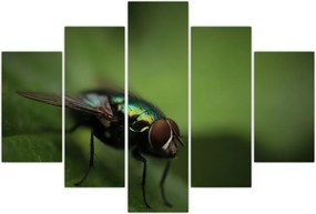 Tablou - Musca (150x105 cm)