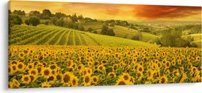 Tablou - Câmp de floarea-soarelui (120x50 cm)