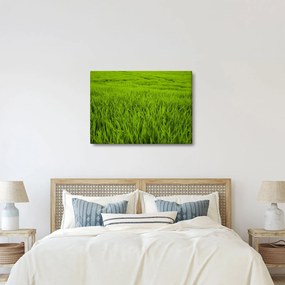Tablou cu iaraba (70x50 cm)