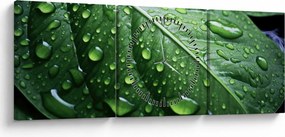Tablou - Detaliu de frunze după ploaie (cu ceas) (90x30 cm)