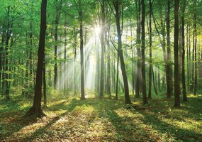 Fototapet - Pădurea în lumina zilei (254x184 cm)