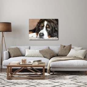 Tablou cu câine (70x50 cm)