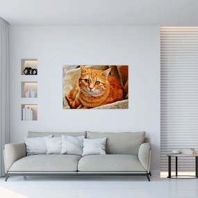 Tablou - Pisica tolenită (90x60 cm)