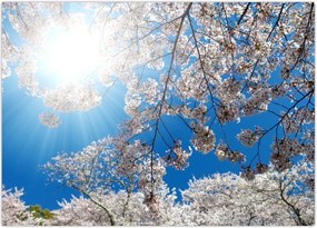 Tablou - Flori de cireș (70x50 cm)