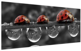 Tablou - Floarea-soarelui, alb și negru (120x50 cm)