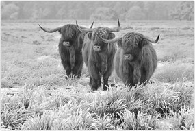 Tablou - Vaci scoțiene,alb-negru (90x60 cm)