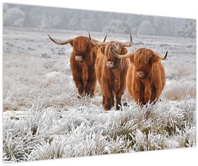 Tablou - Vaci scoțiene (90x60 cm)