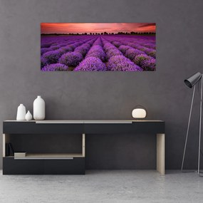 Tablou - Câmp de lavandă (120x50 cm)