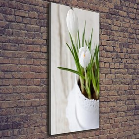 Imprimare tablou canvas Șofran alb