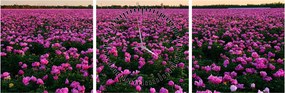 Tablou - Pajiștea cu lalele violet (cu ceas) (90x30 cm)