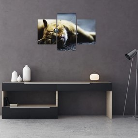 Tablou cu pisica (90x60 cm)