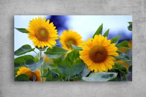 Tablouri Canvas Flori - Camp de floarea soarelui