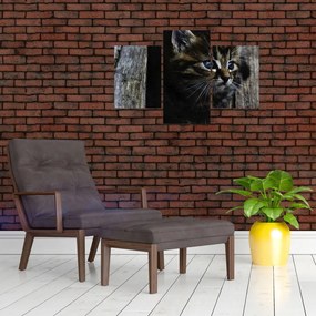 Tablou cu pisicuța (90x60 cm)