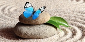 Tablou fluture albastru pe piatră Zen