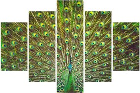 Tablou - Peacock (150x105 cm)
