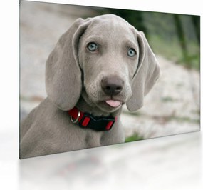 Tablou pe sticlă - cățeluș weimaraner (70x50 cm)