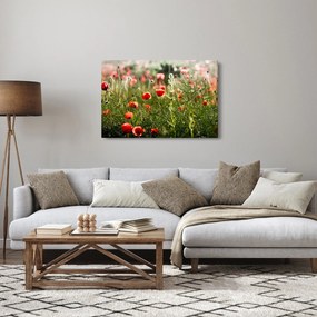Tablou cu maci (90x60 cm)