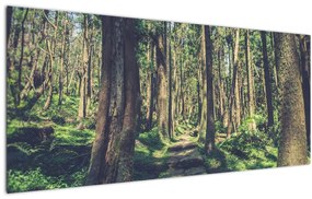 Tablou cu drum între copaci (120x50 cm)