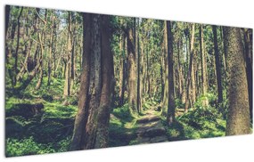 Tablou cu drum între copaci (120x50 cm), în 40 de alte dimensiuni noi