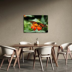 Tablou cu fluture pe floare (70x50 cm)
