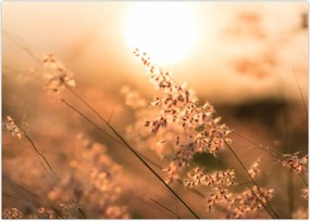 Tablou - Iarbă la soare (70x50 cm)